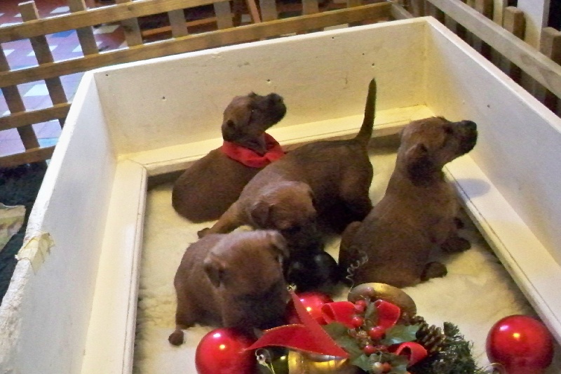 Du mockcastel - Irish Terrier - Portée née le 07/11/2011