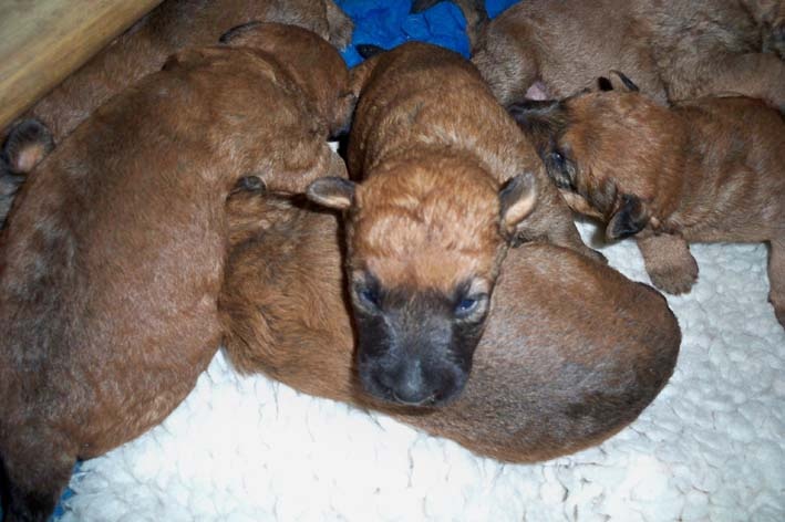 Du mockcastel - Irish Terrier - Portée née le 15/12/2009